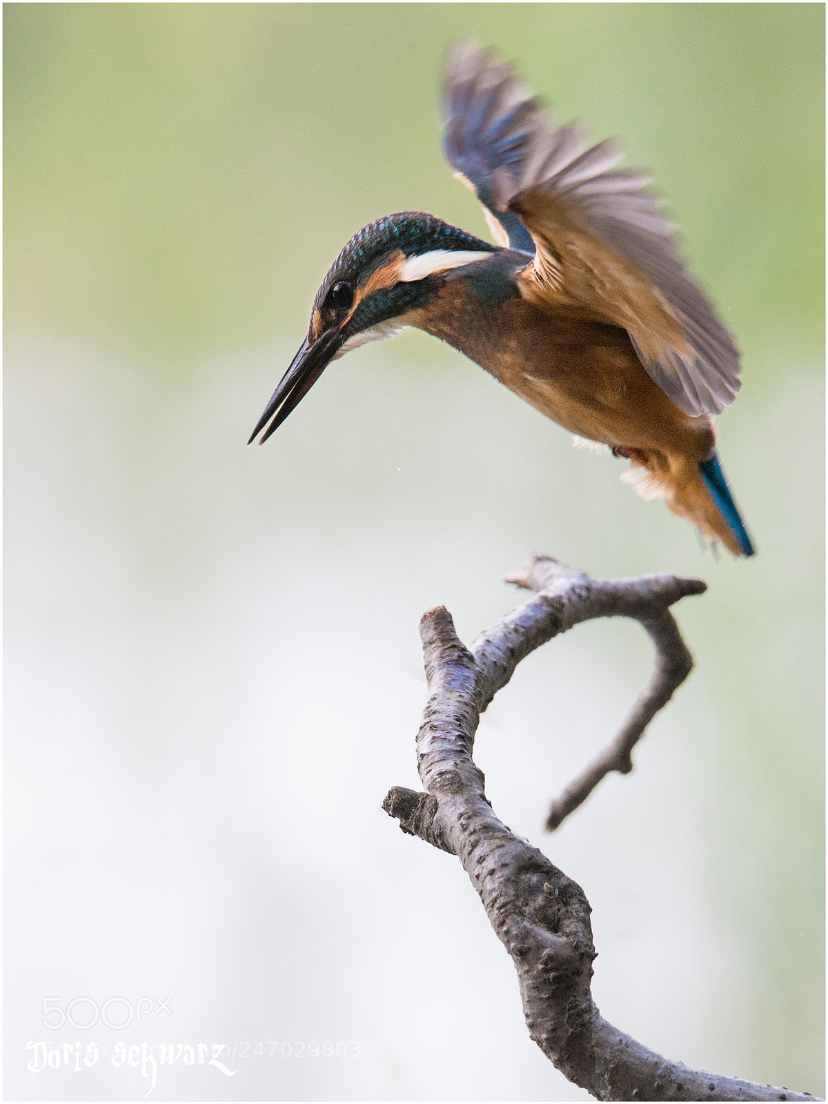 Nikon D610 sample photo. Kingfisher photography