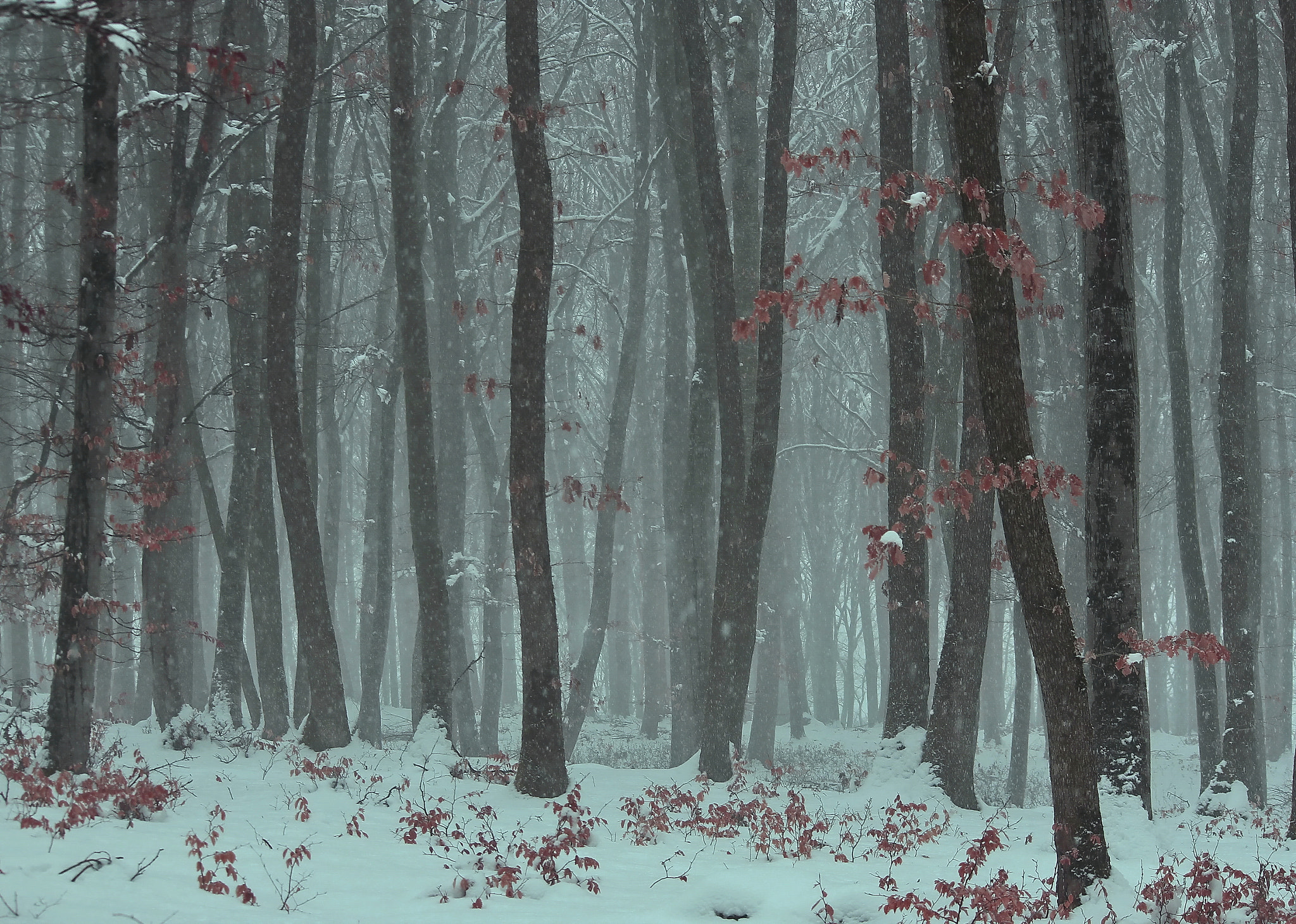 Canon EF-S 55-250mm F4-5.6 IS II sample photo. Cold forest photography