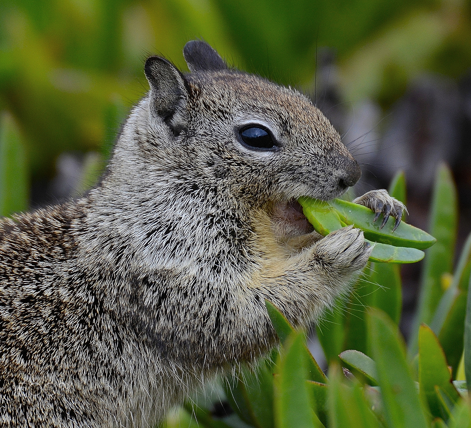 Sigma 50-500mm F4.5-6.3 DG OS HSM sample photo. Afternoon snack photography