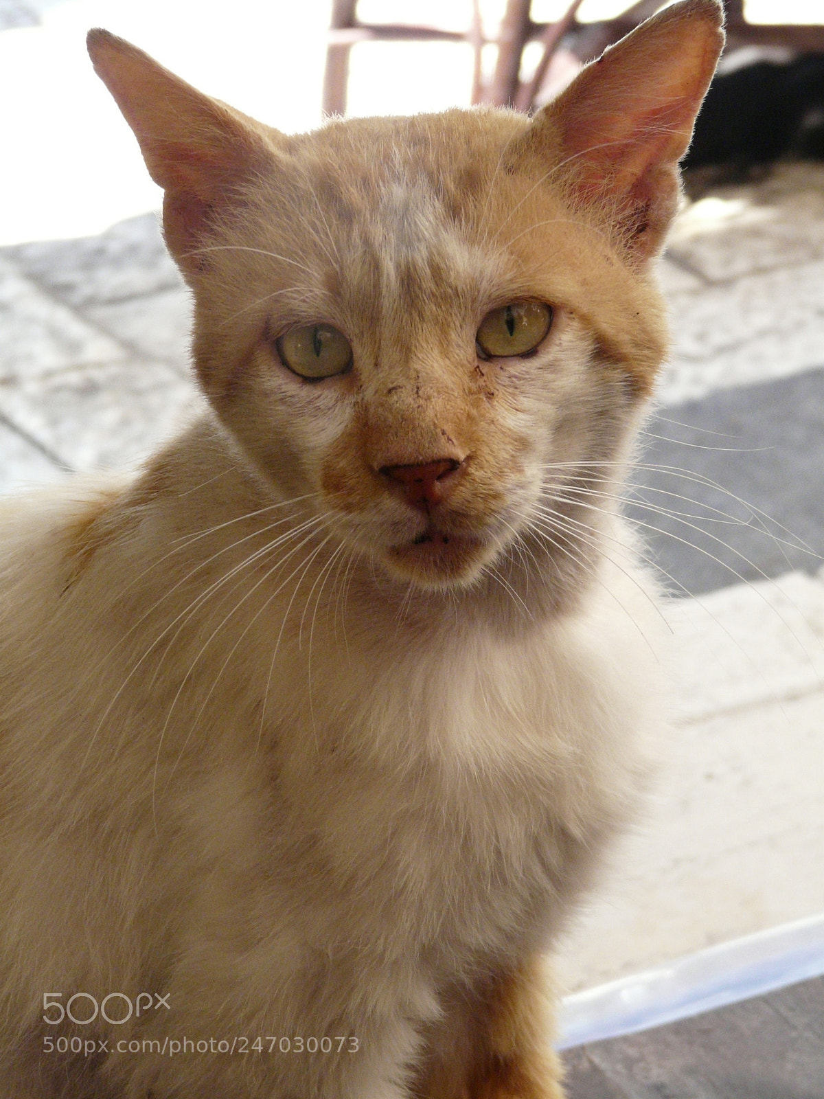 Panasonic DMC-FZ18 sample photo. Stray cat photography