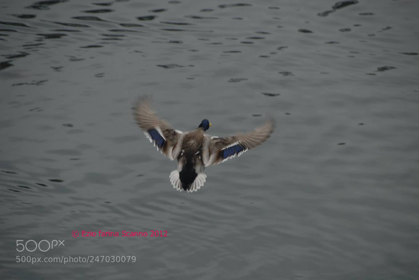 Nikon D200 sample photo. Tuffo photography