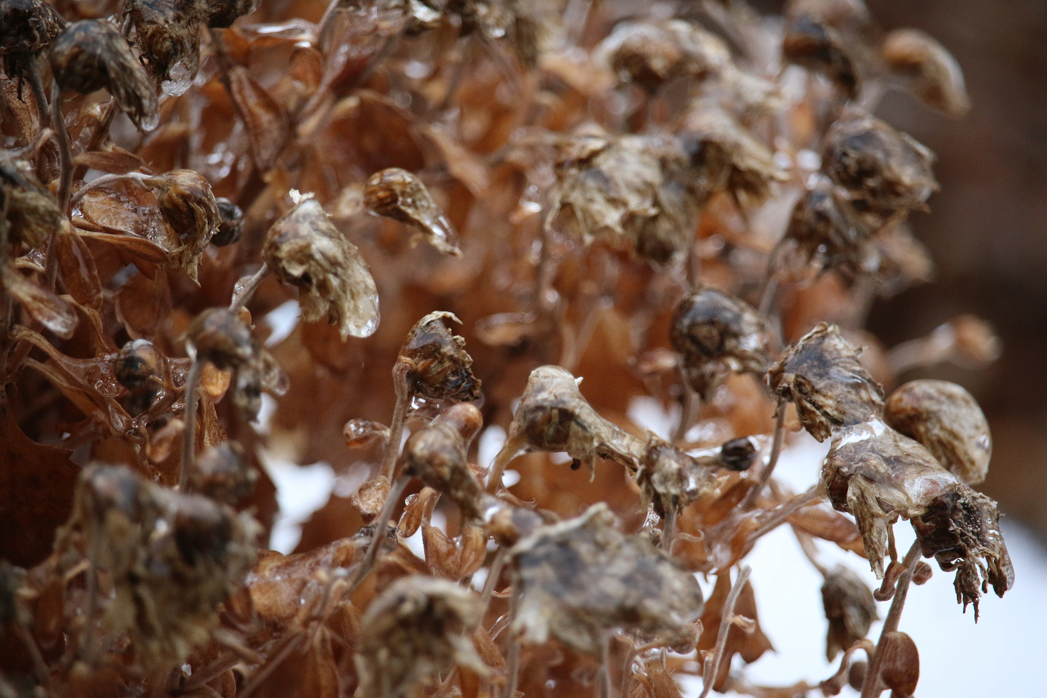Canon EF-S 55-250mm F4-5.6 IS STM sample photo. Frozen photography
