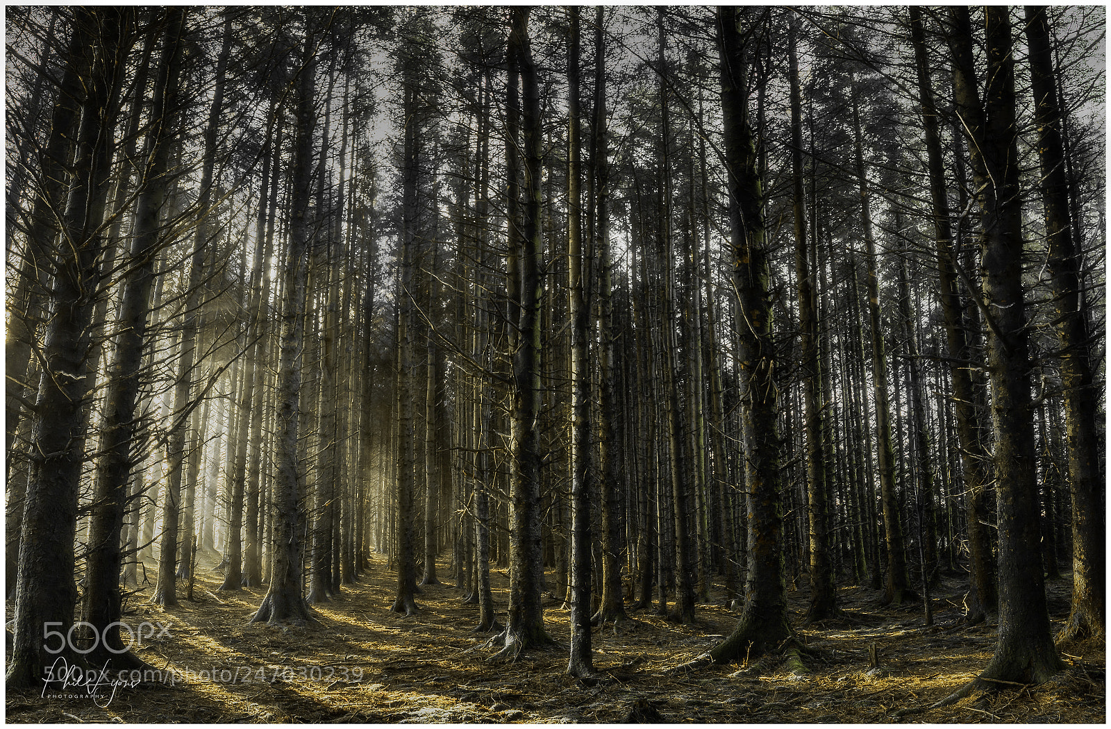Canon EOS 80D sample photo. Early morning trees photography