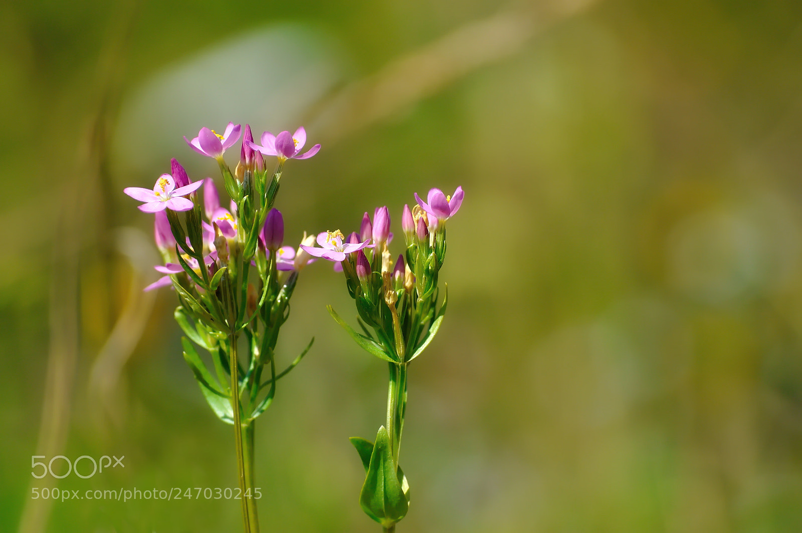 Nikon D5000 sample photo. Centarium erythraea photography