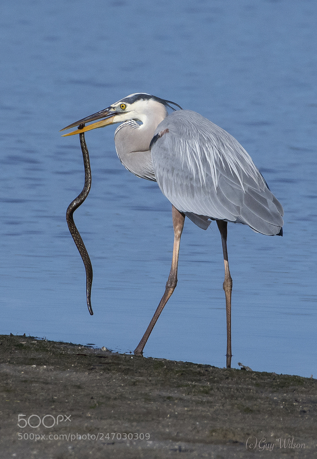 Nikon D500 sample photo. The bird and the photography