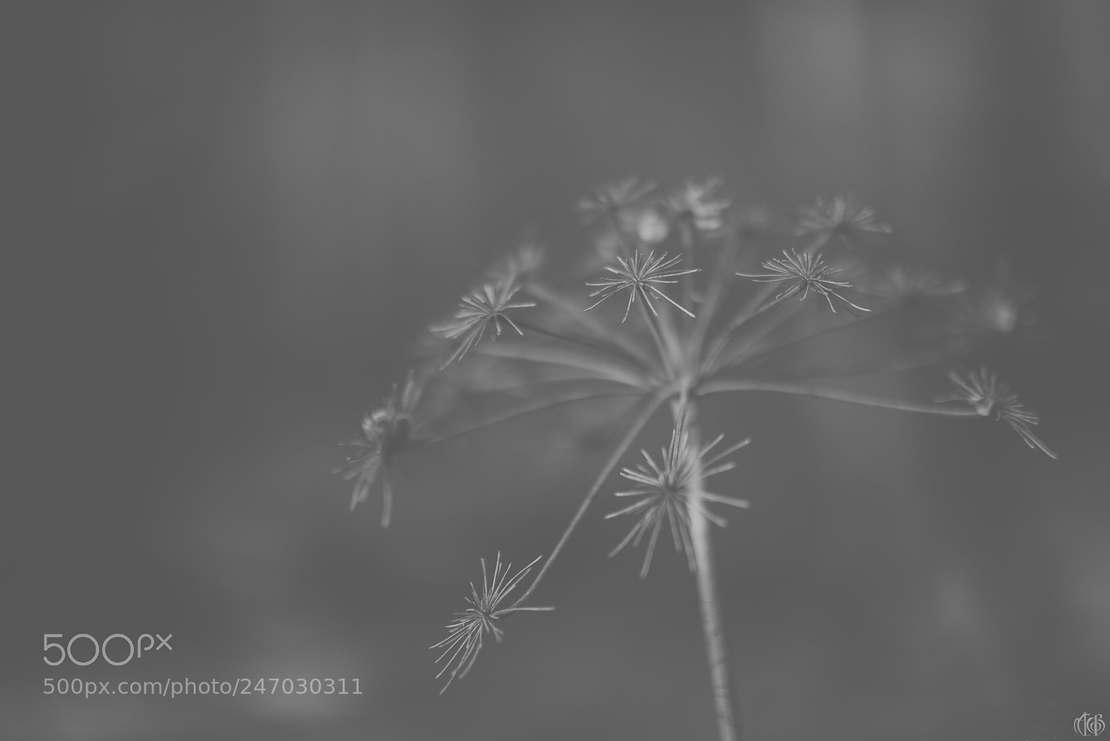 Canon EOS 750D (EOS Rebel T6i / EOS Kiss X8i) sample photo. "winterflower" photography