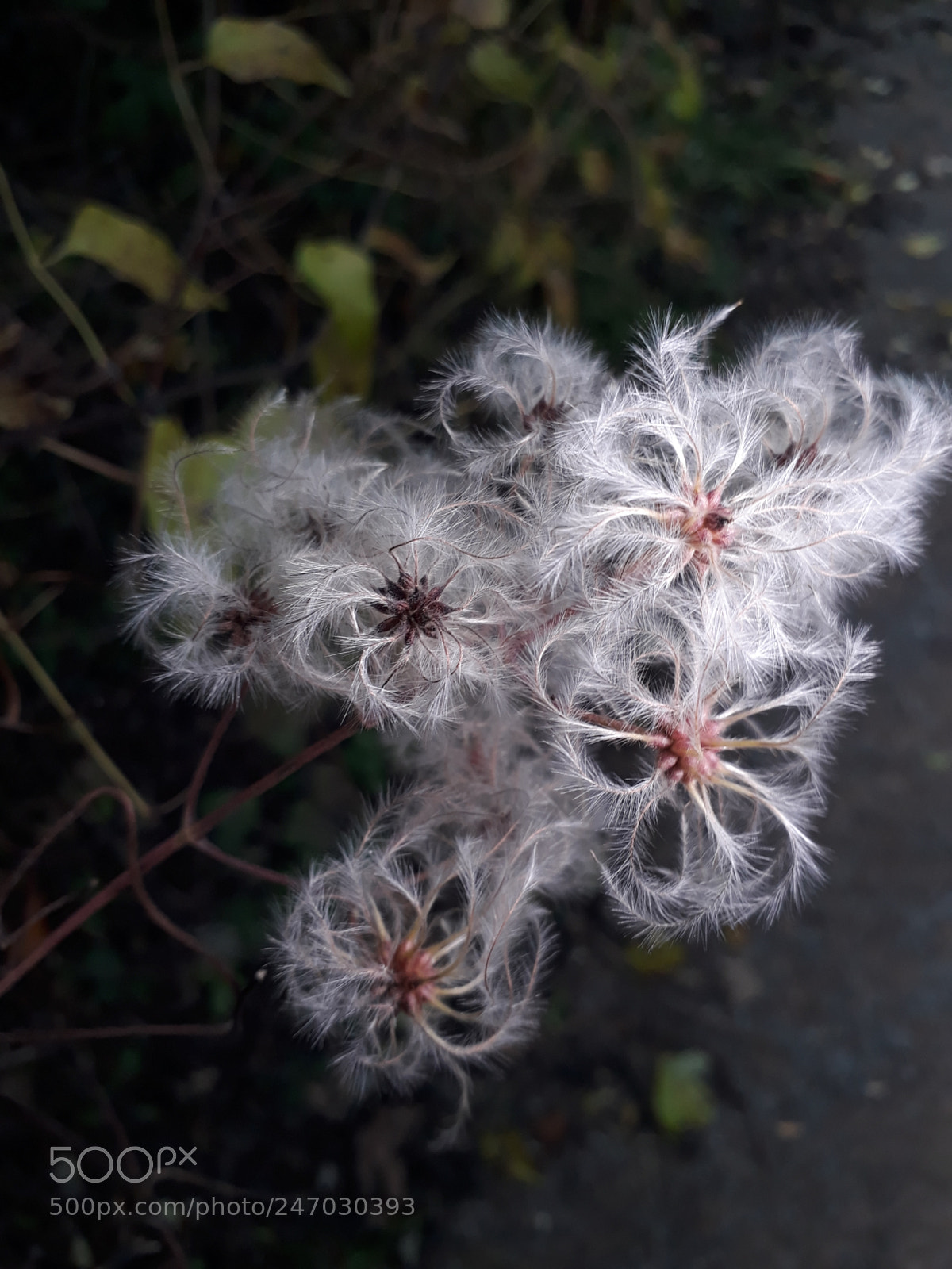 Samsung Galaxy A3(2017) sample photo. Nature photography