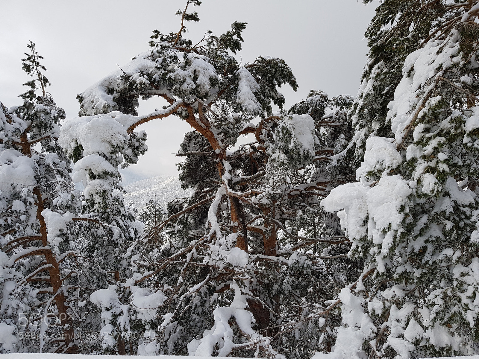 Samsung Galaxy S8+ sample photo. Nieve photography