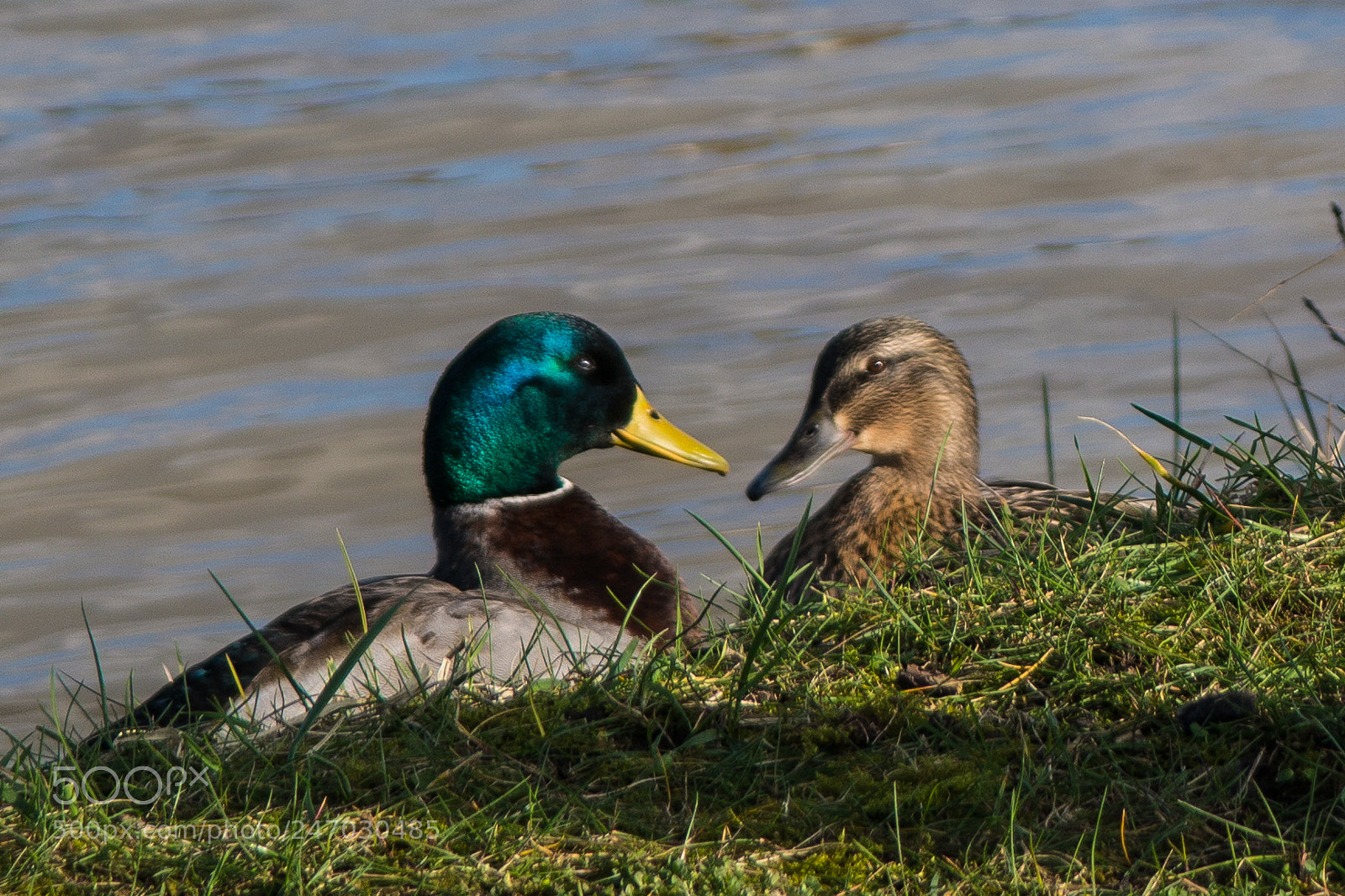 Samsung NX2000 sample photo. En t te t photography