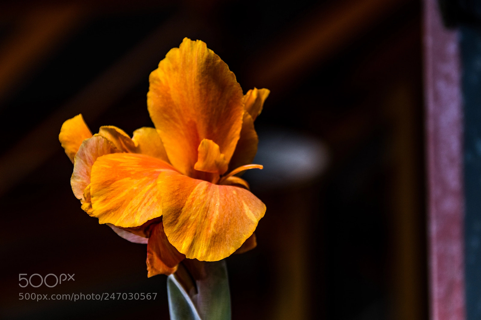 Canon EOS M5 sample photo. Orange solo photography