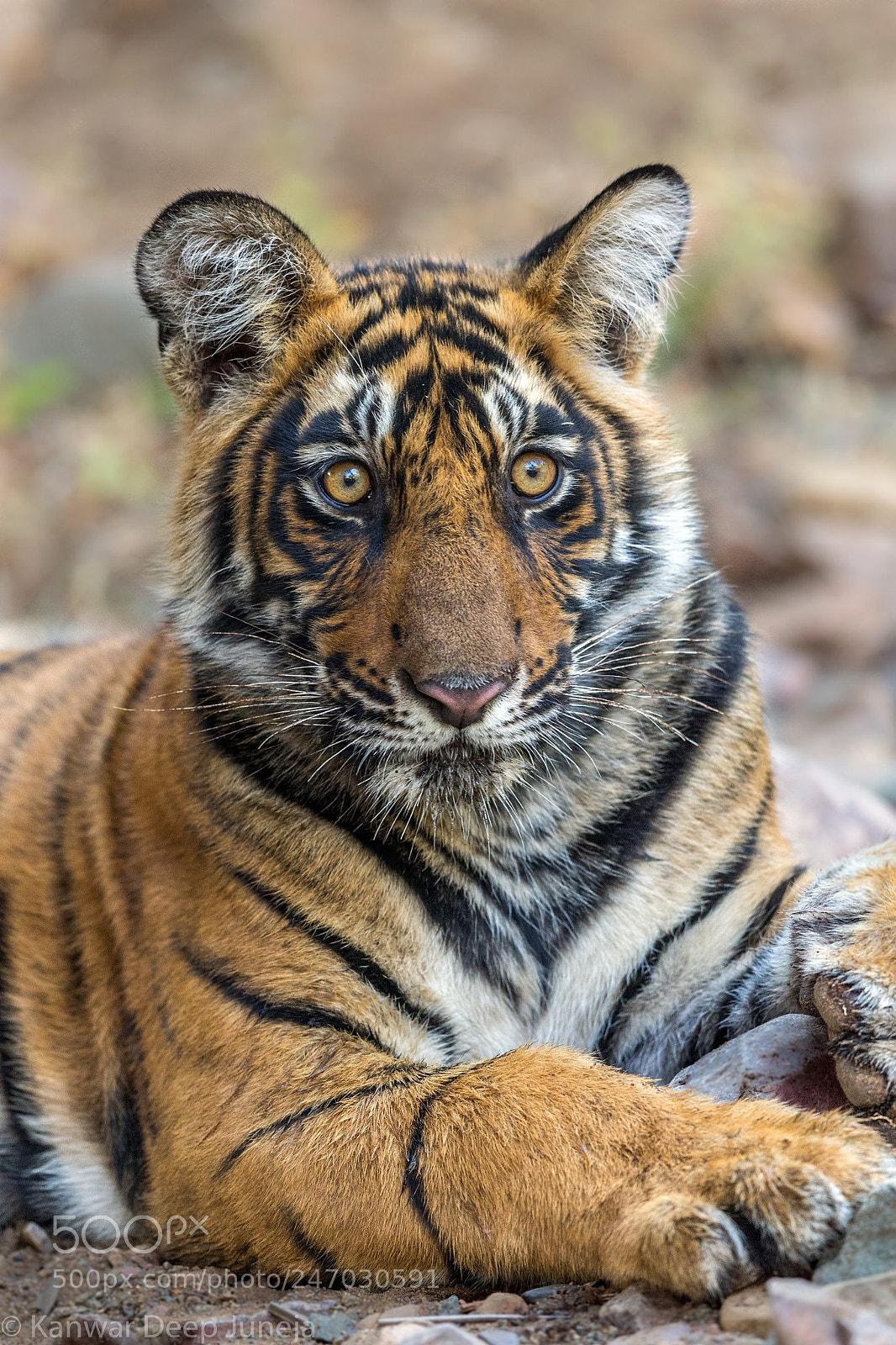 Canon EOS-1D X sample photo. Tiger cub photography