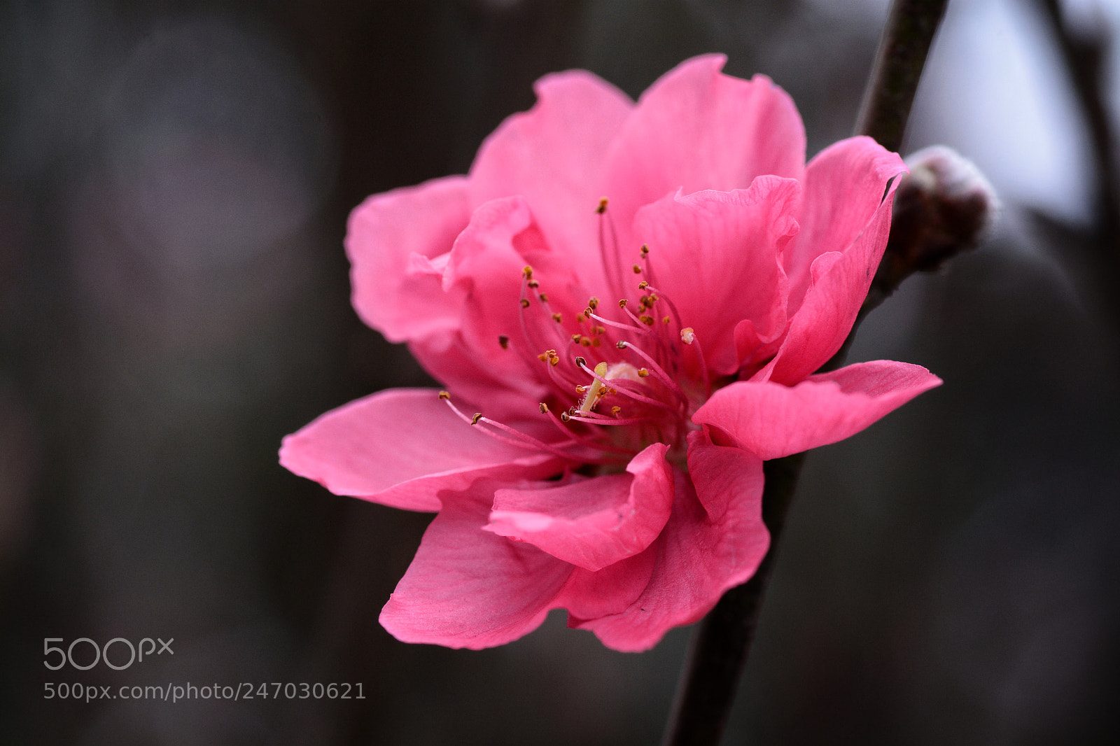 Nikon D7100 sample photo. Untitled photography