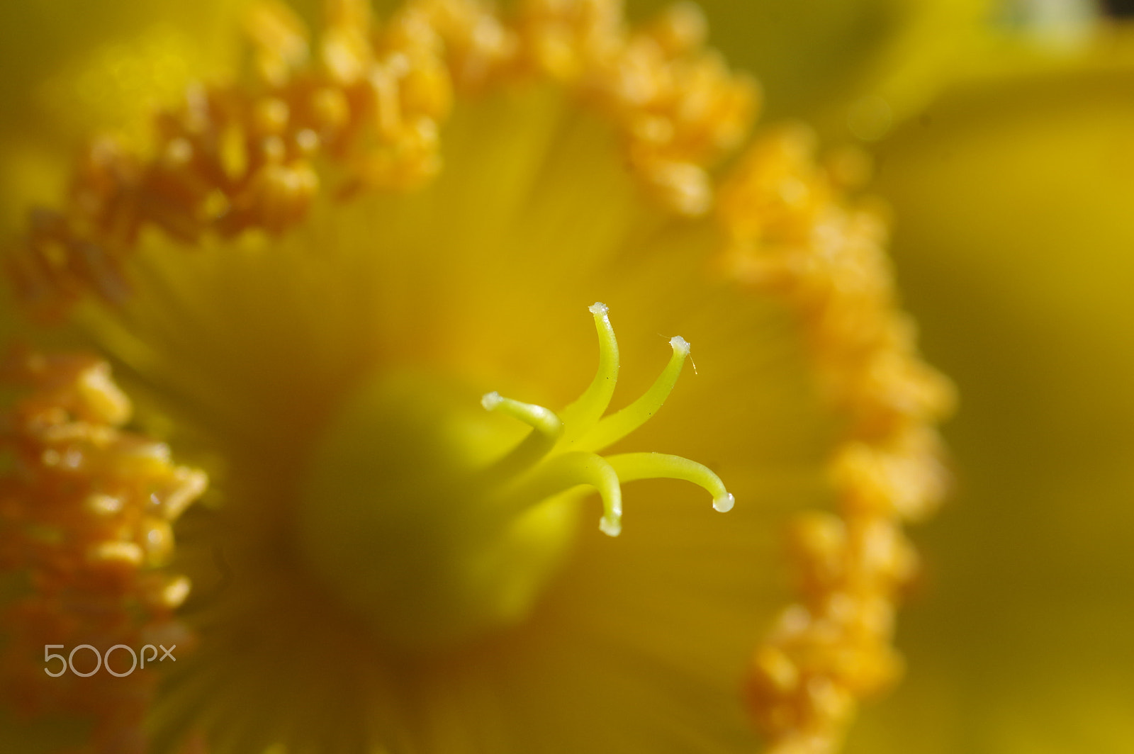 Pentax K-3 II + Pentax smc D-FA 100mm F2.8 Macro WR sample photo. Heart photography