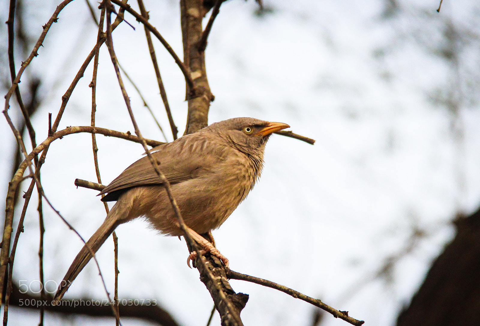 Canon EOS 600D (Rebel EOS T3i / EOS Kiss X5) sample photo. Jungle babbler photography