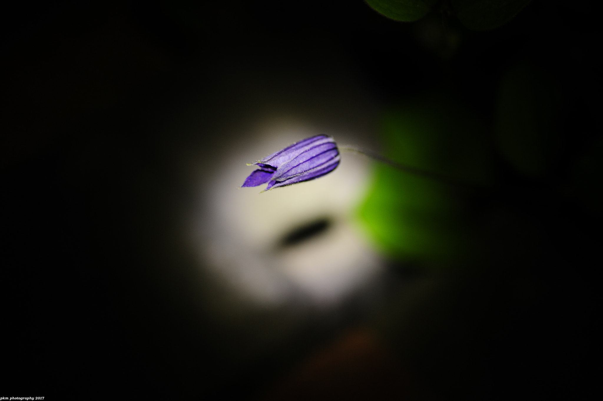 Nikon D700 sample photo. Clematis and shadow photography
