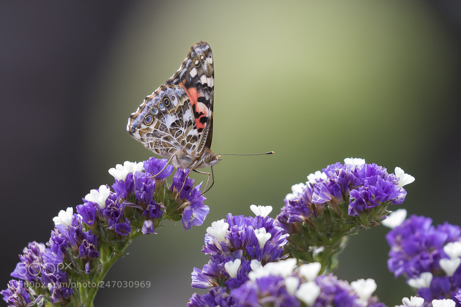 Canon EOS 7D Mark II sample photo. Painted lady in the photography