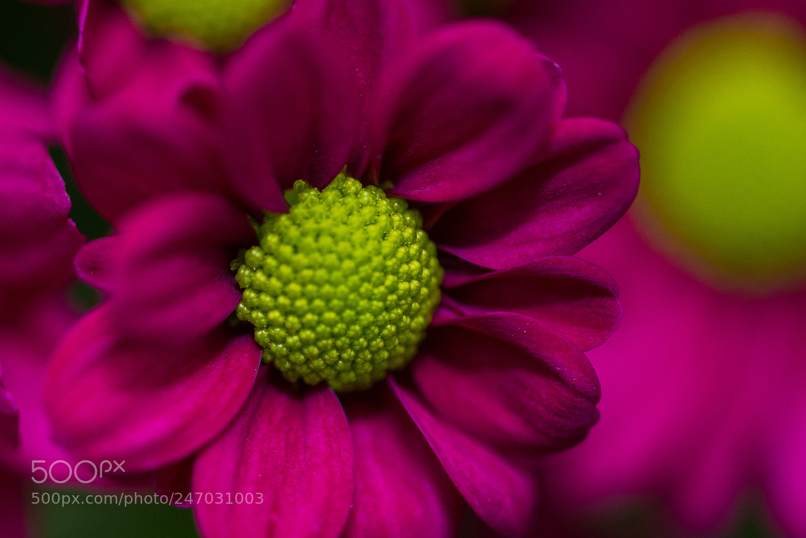Nikon D610 sample photo. Macro flower photography