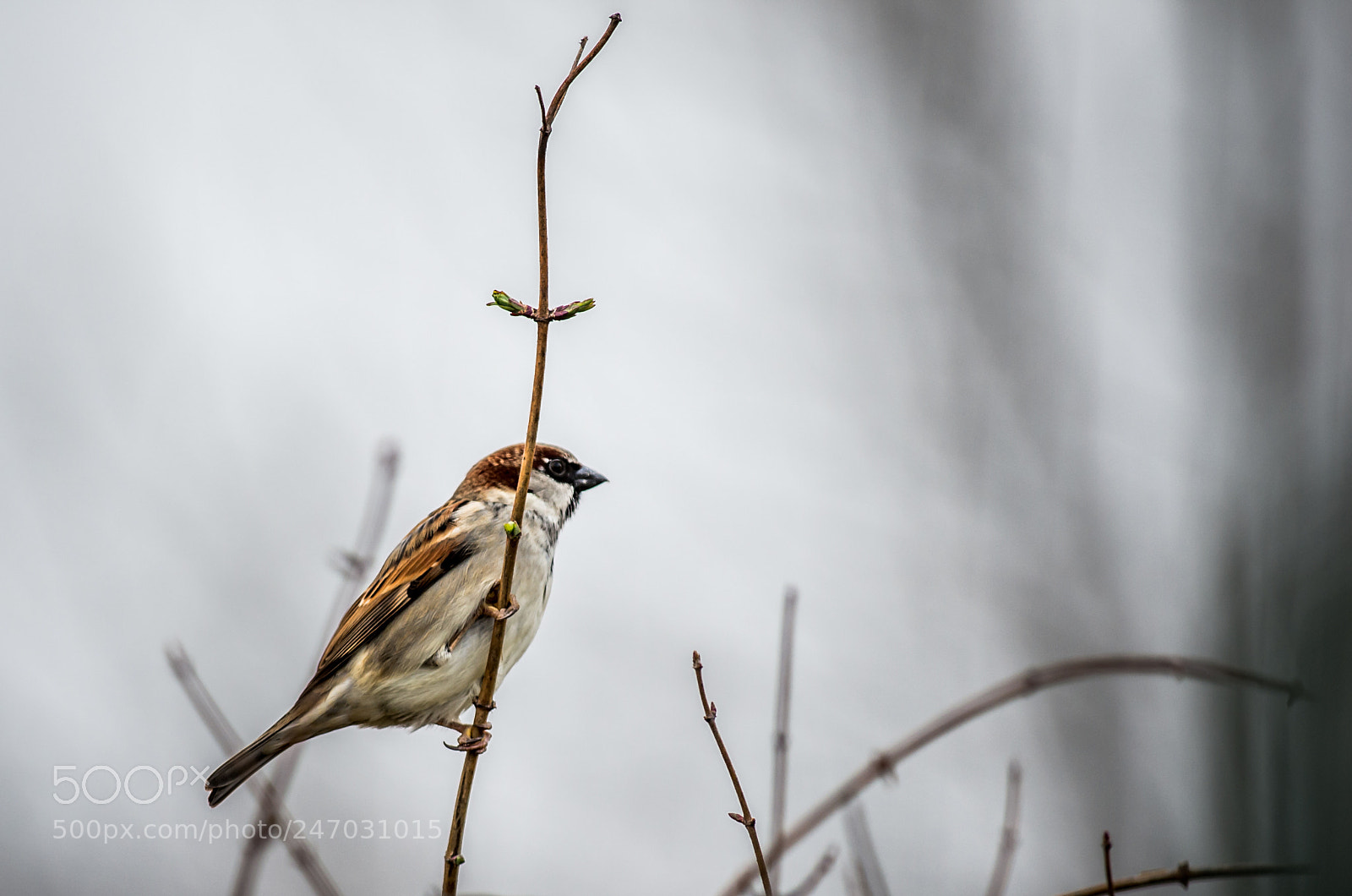Pentax K-5 II sample photo. Sparrow photography