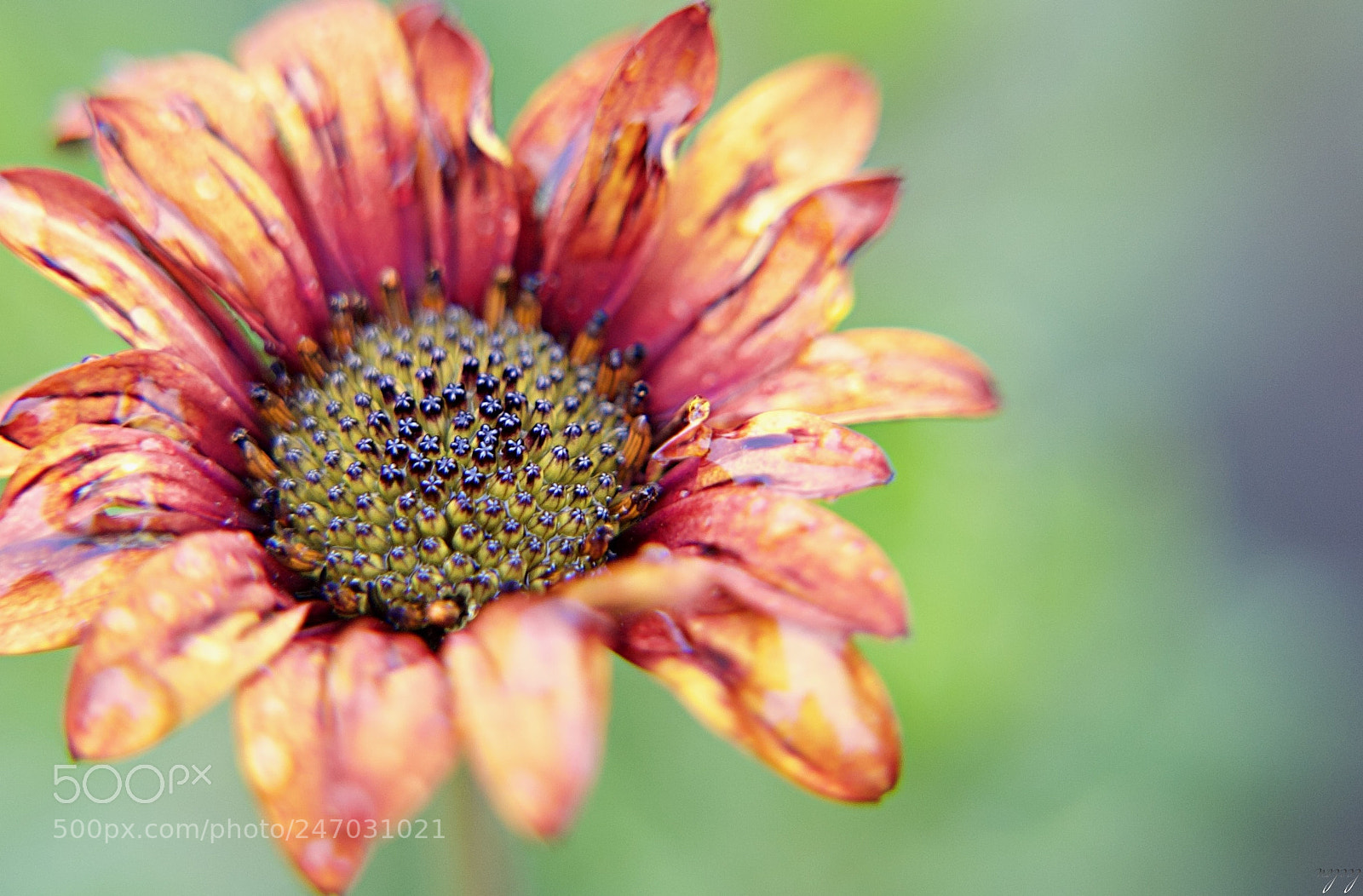 Nikon D3100 sample photo. Heart open...* photography