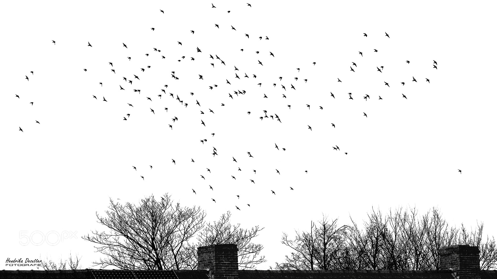 Nikon D3 sample photo. Birds photography