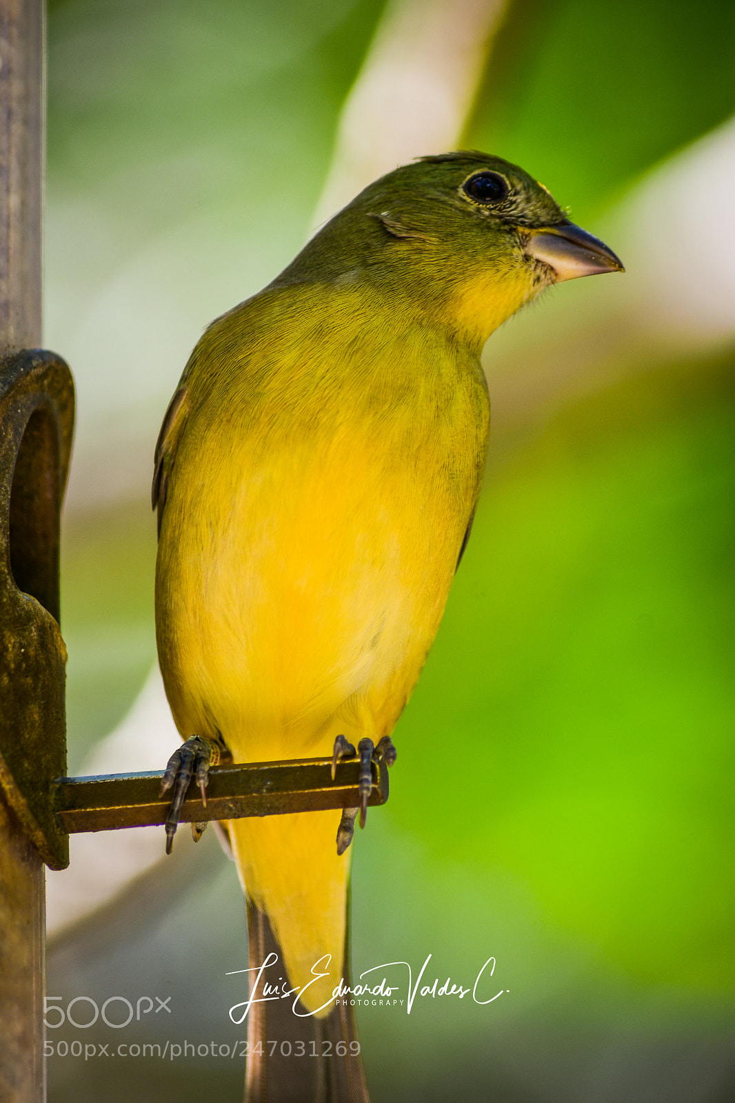 Nikon D7200 sample photo. Birds... photography