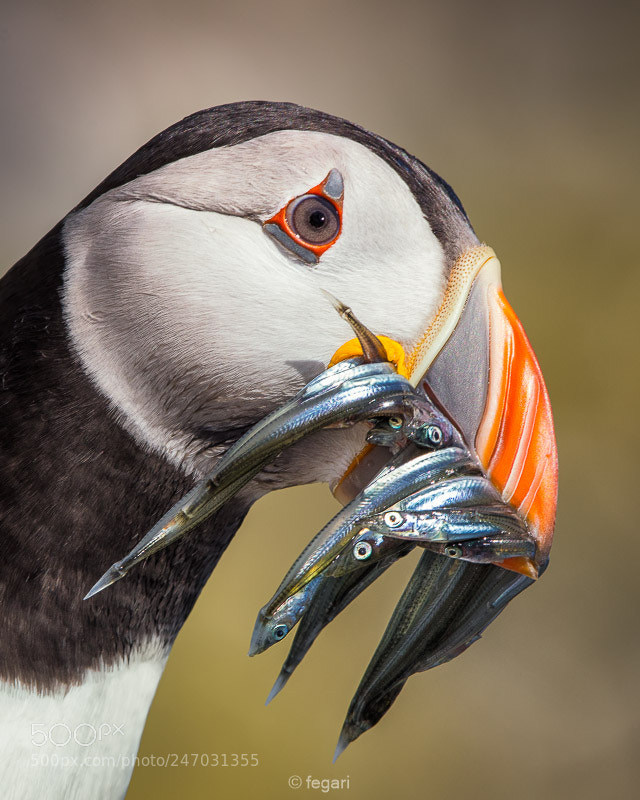 Canon EOS 5DS R sample photo. Hungry birds photography