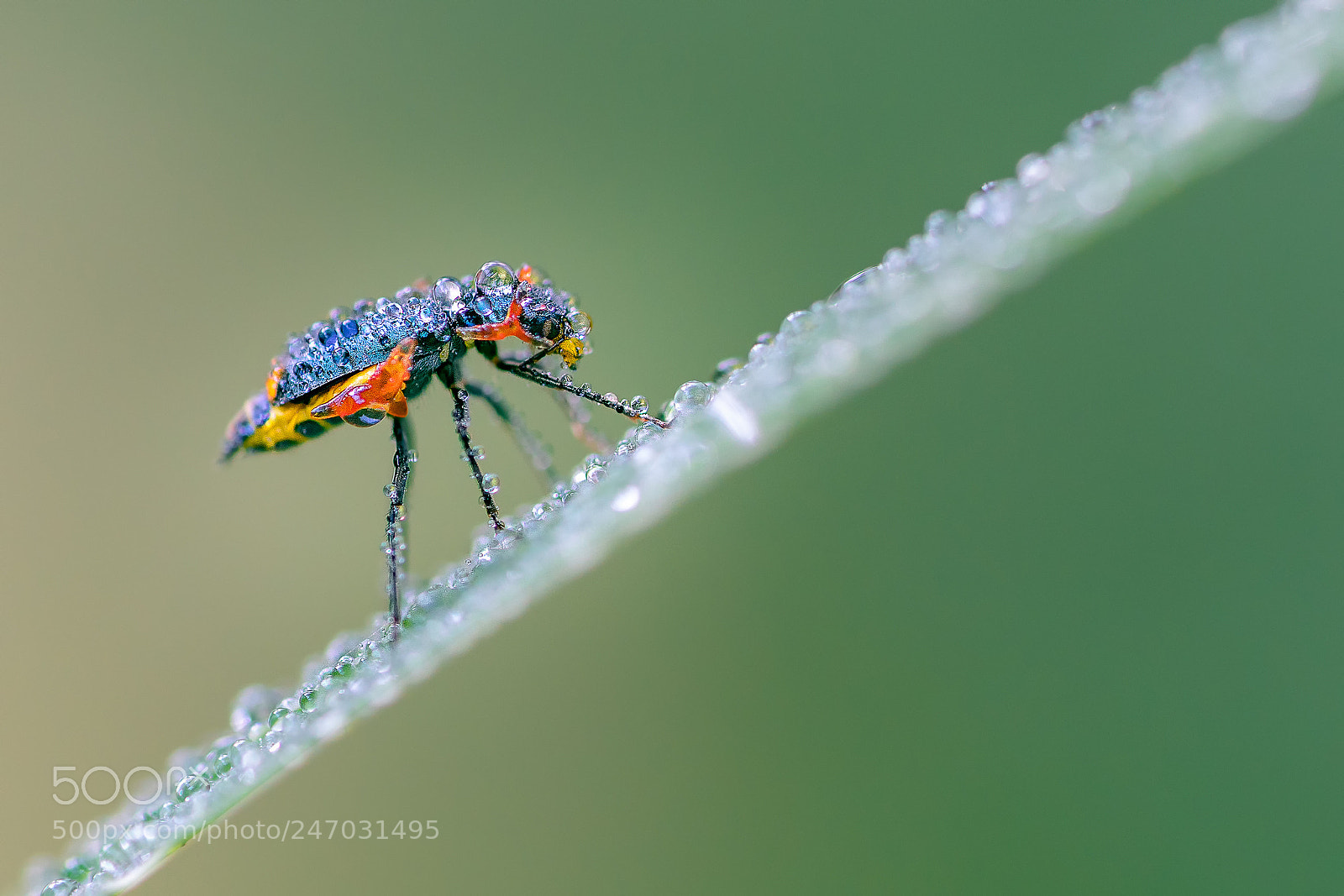 Sony a7R II sample photo. O mundo dos insectos photography