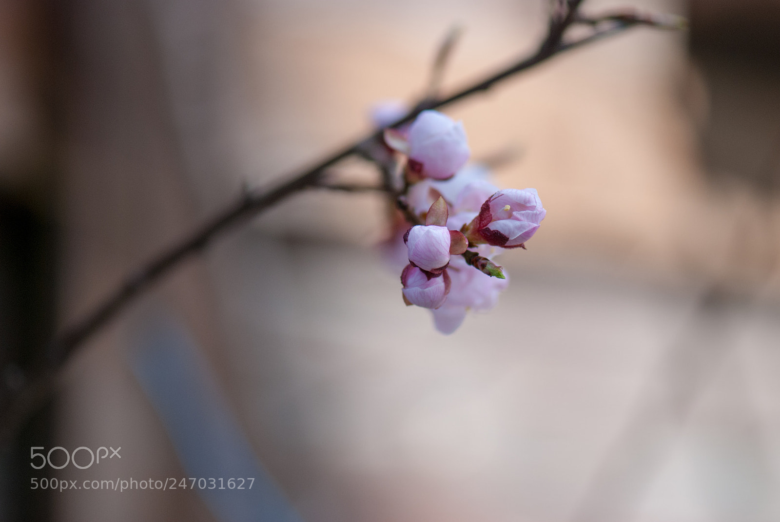 Nikon D80 sample photo. Spring mood photography