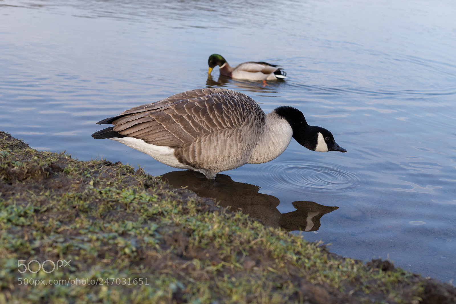 Canon EOS 6D Mark II sample photo. Reflection photography