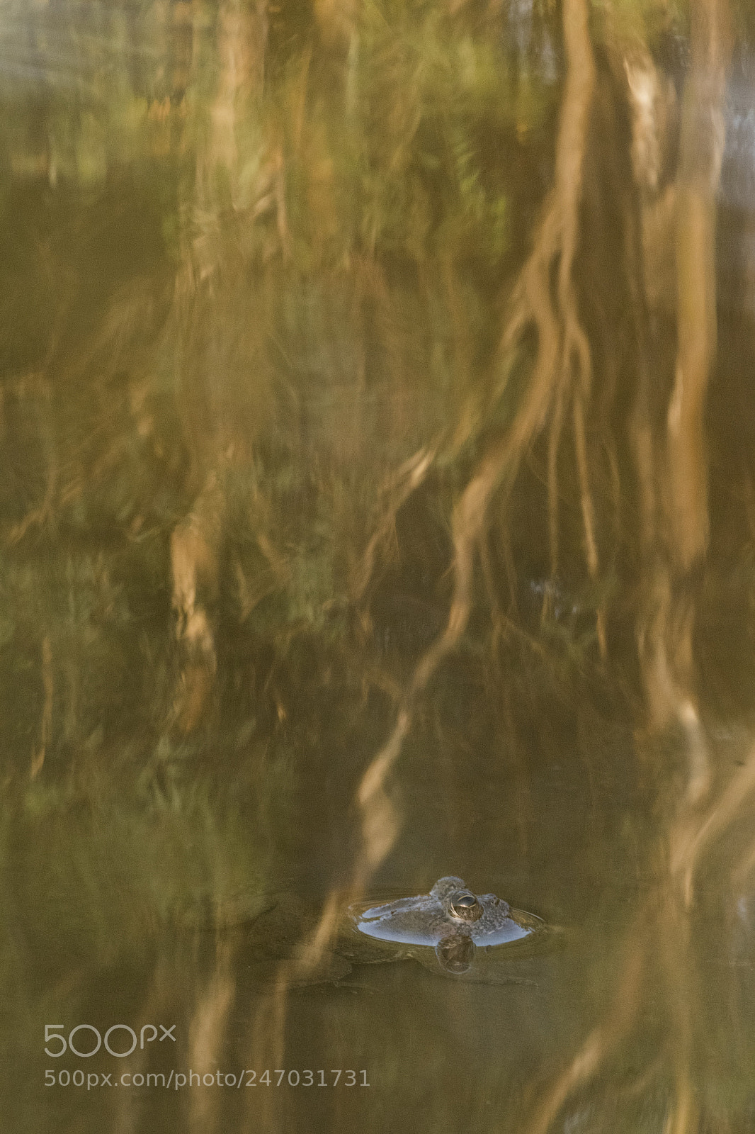 Nikon D810 sample photo. Fading life photography