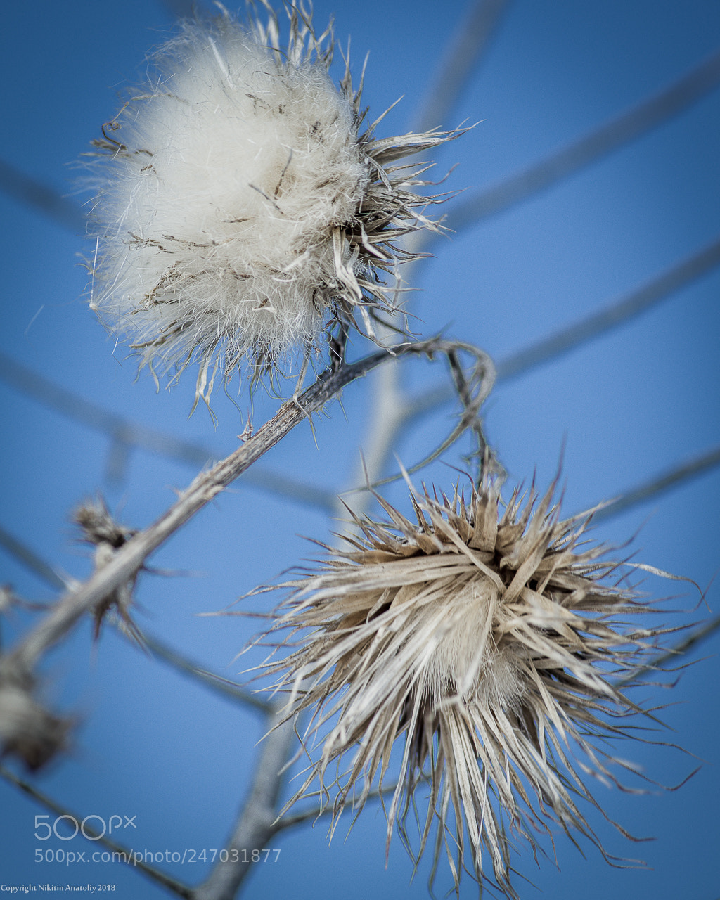 Pentax K-3 sample photo. Untitled photography