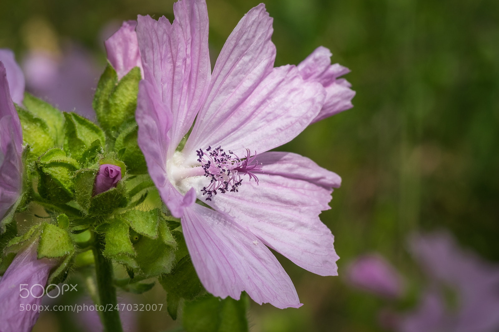 Fujifilm X-T1 sample photo. Weg malve (malva neglecta) photography