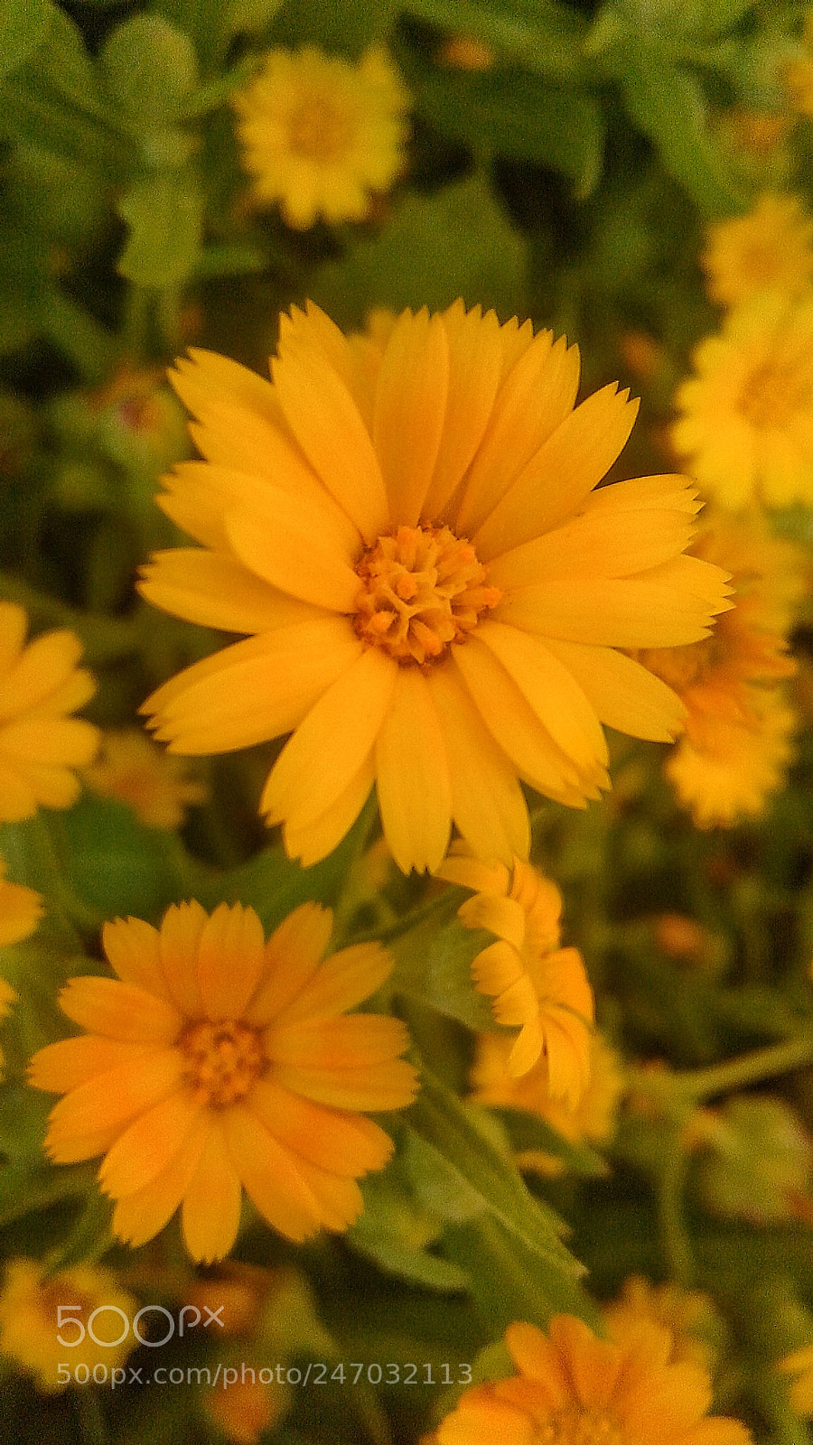 Samsung Galaxy J2 sample photo. Yellow flowers photography