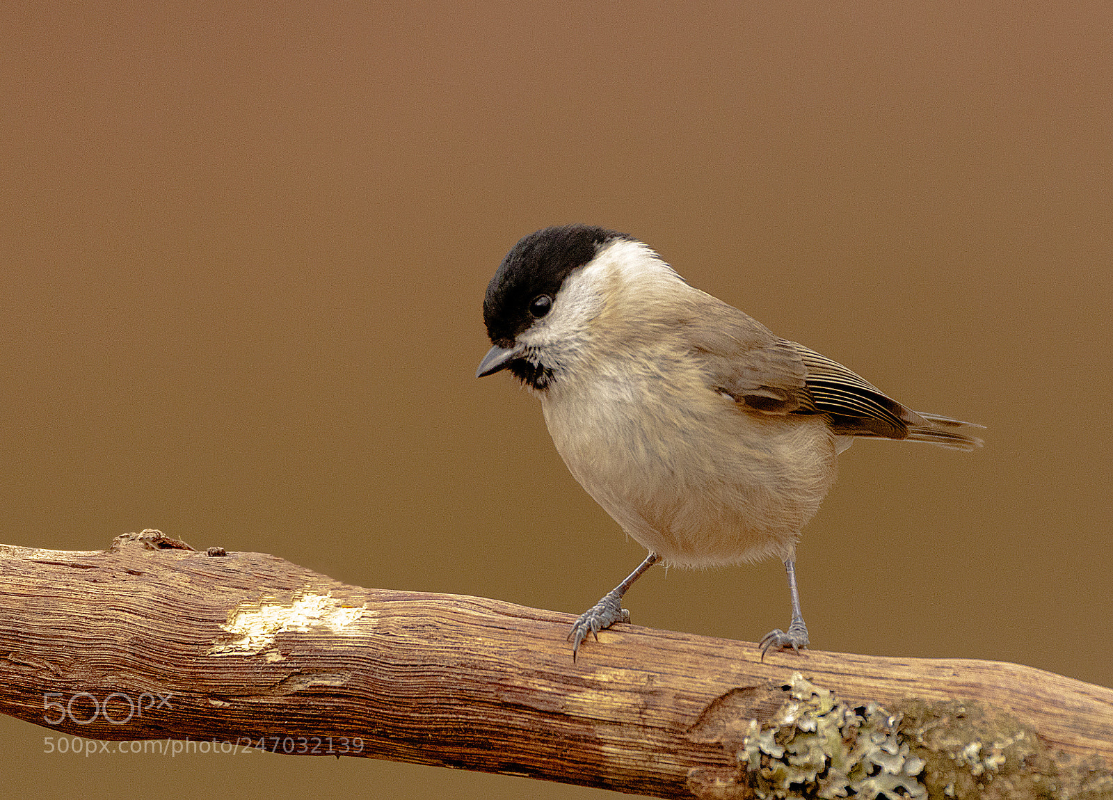 Canon EOS 7D Mark II sample photo. Marsh tit photography