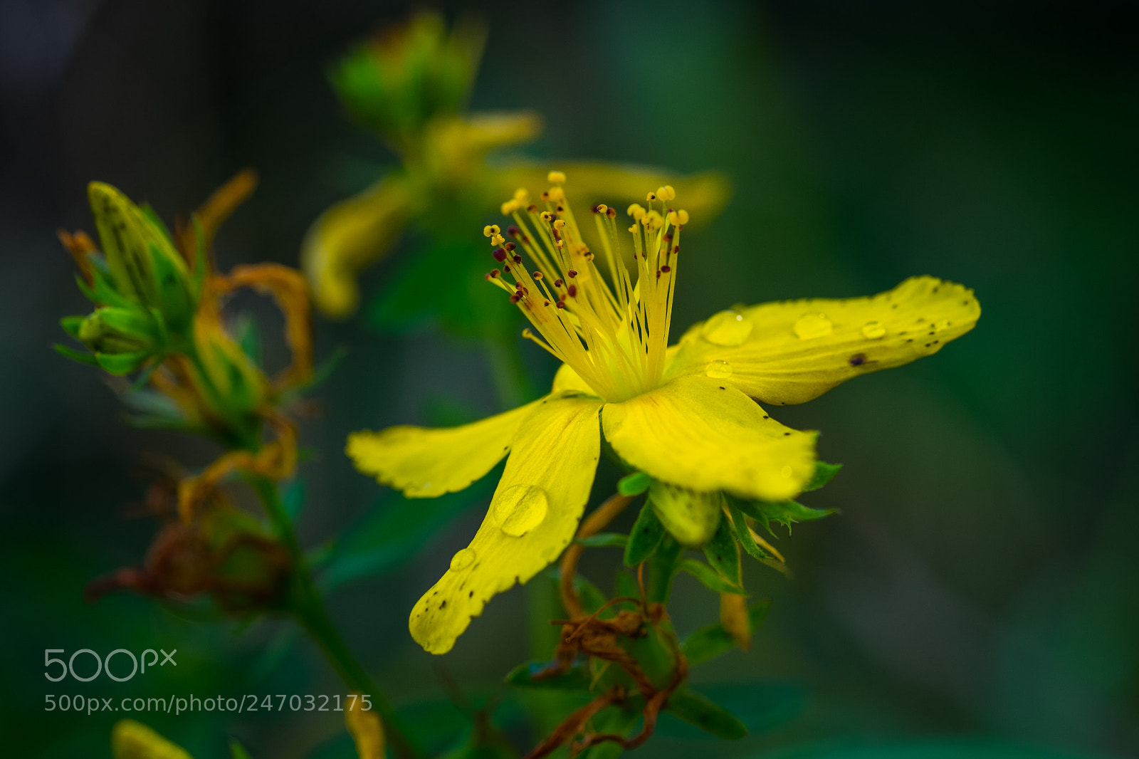 Fujifilm X-T1 sample photo. Echtes johanniskraut (hypericum perforatum) photography