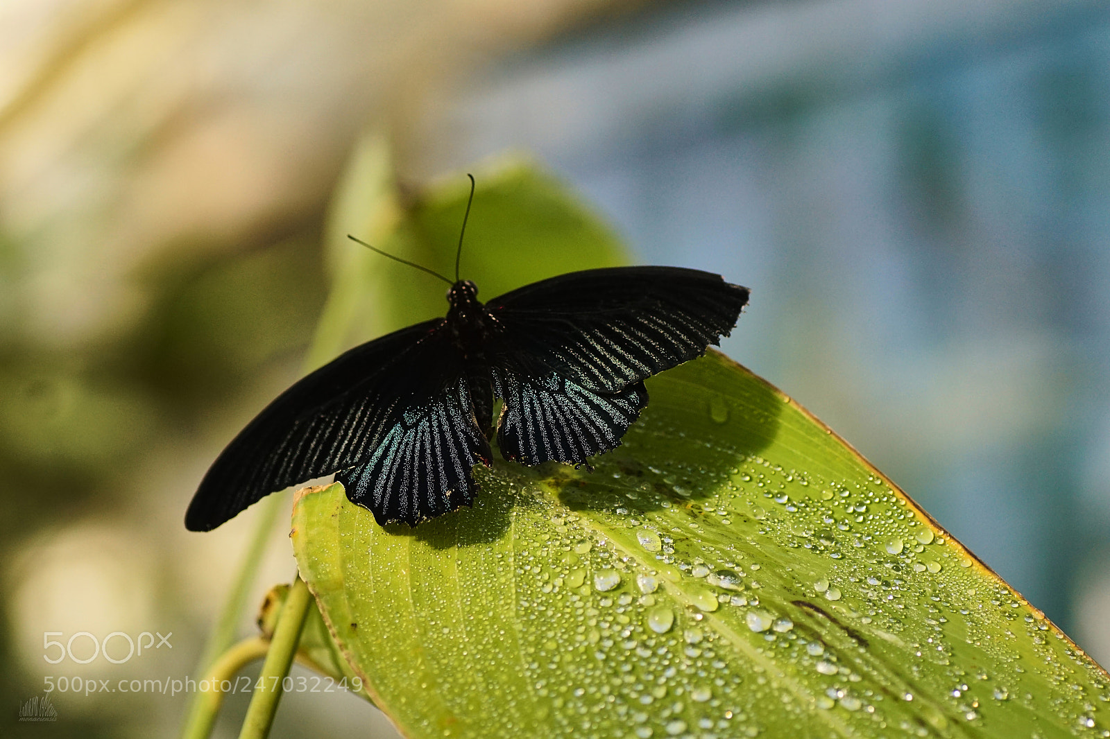 Sony ILCA-77M2 sample photo. Drops and stripes photography