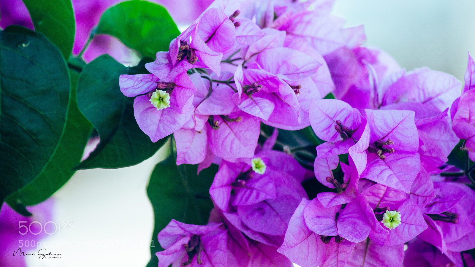 Nikon D3100 sample photo. P!nkk photography