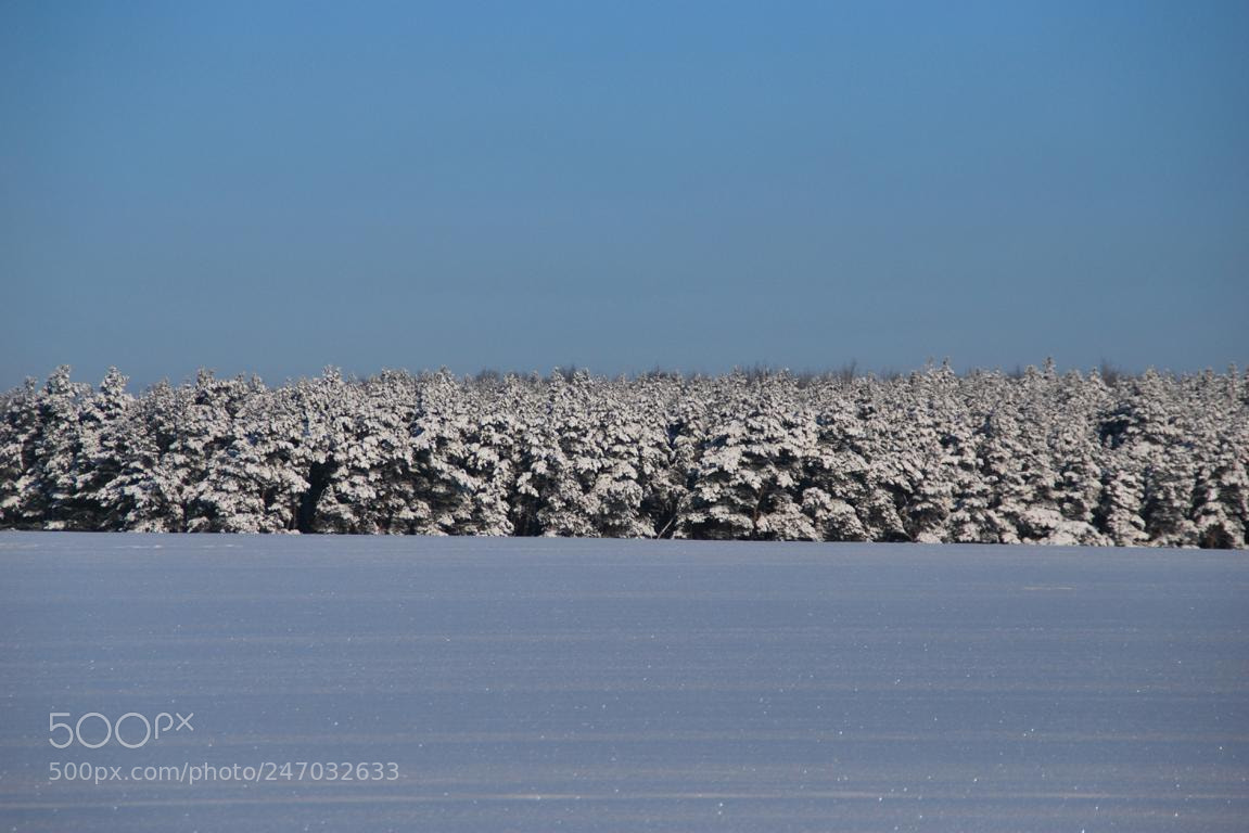 Nikon D60 sample photo. Winter colors 01 photography