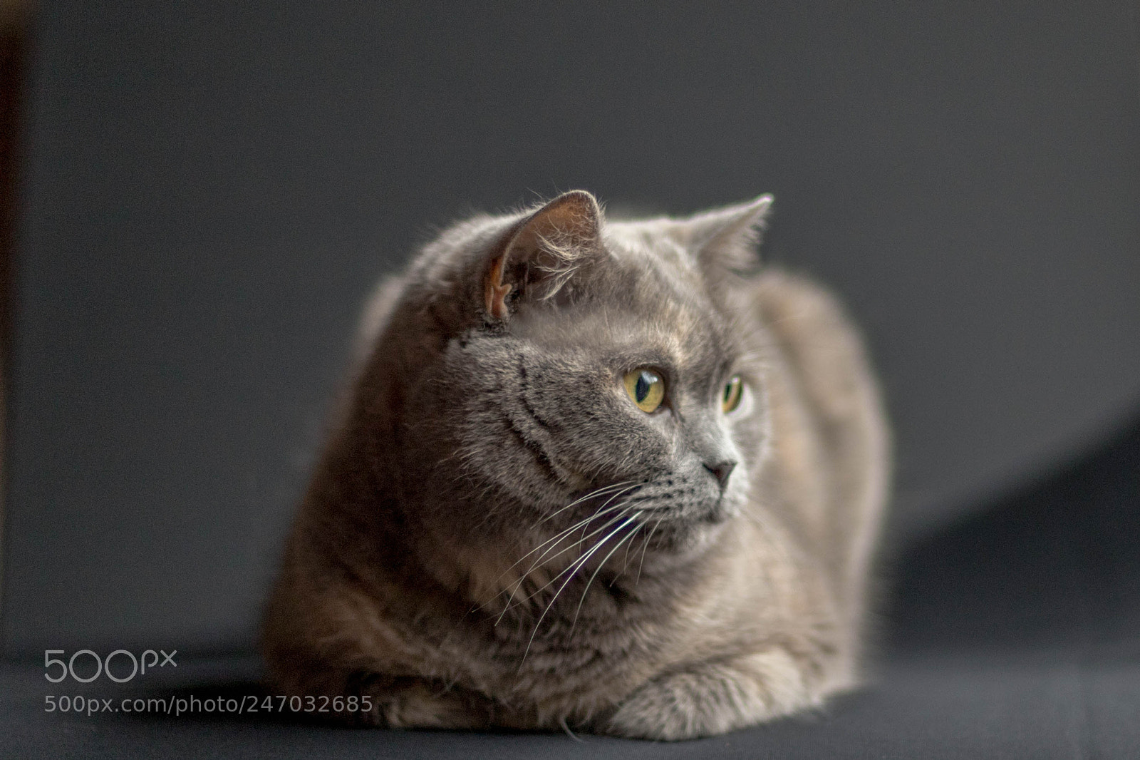 Canon EOS 6D Mark II sample photo. British shorthair photography