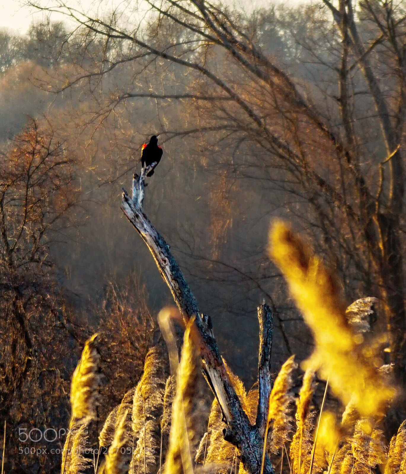 Sony a6300 sample photo. Mating season photography