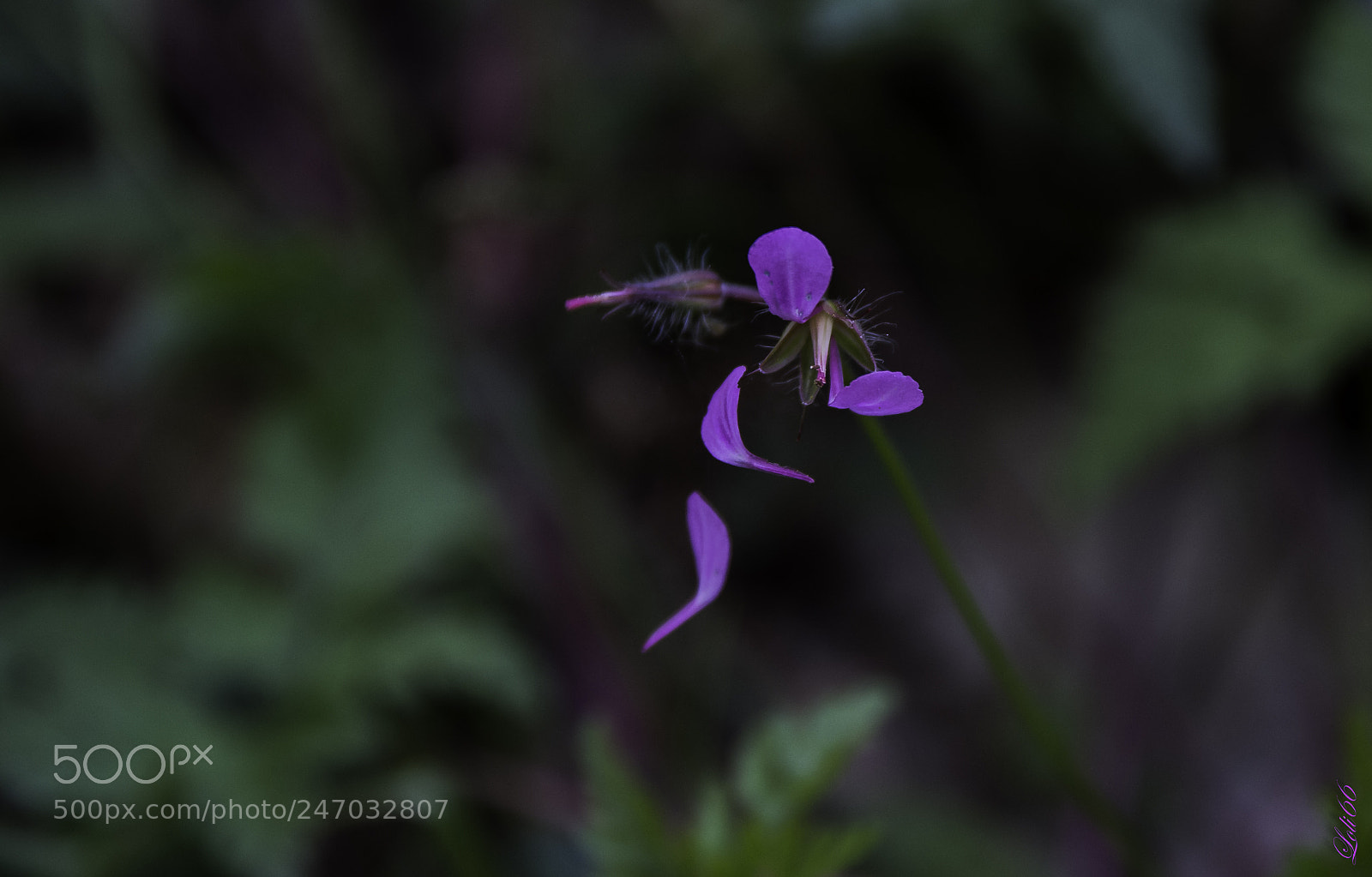 Nikon D7200 sample photo. Bella hasta el final photography