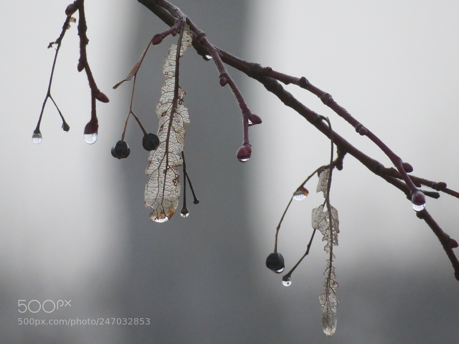 Canon PowerShot SX730 HS sample photo. Jour de brouillard dans photography