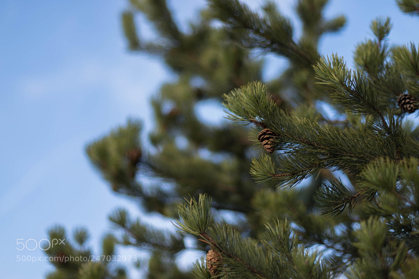 Canon EOS 6D Mark II sample photo. Untitled photography