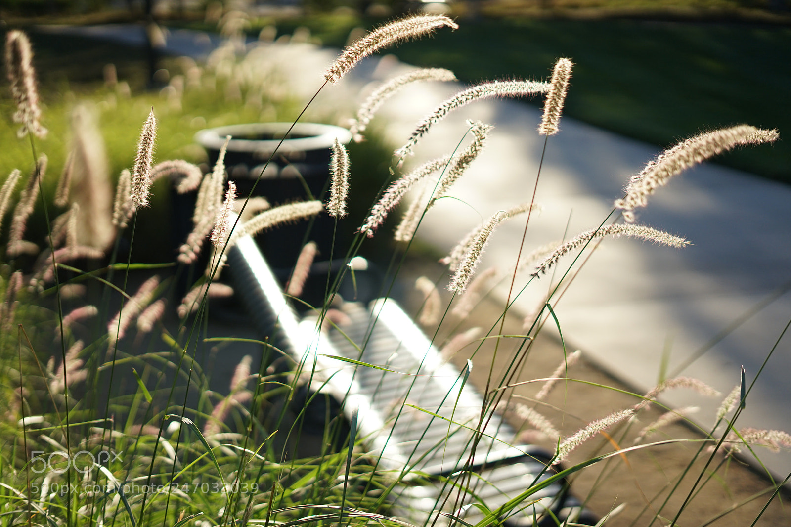Sony a7 II sample photo. Dsc photography