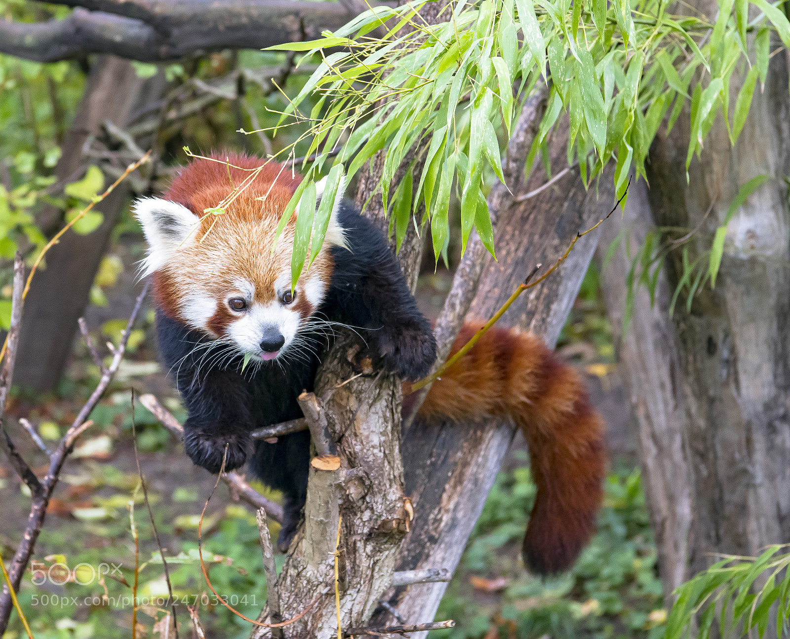 Nikon D850 sample photo. Cuteness personified photography
