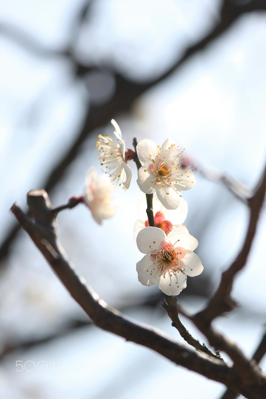 Canon EF-S 55-250mm F4-5.6 IS II sample photo. Early spring photography