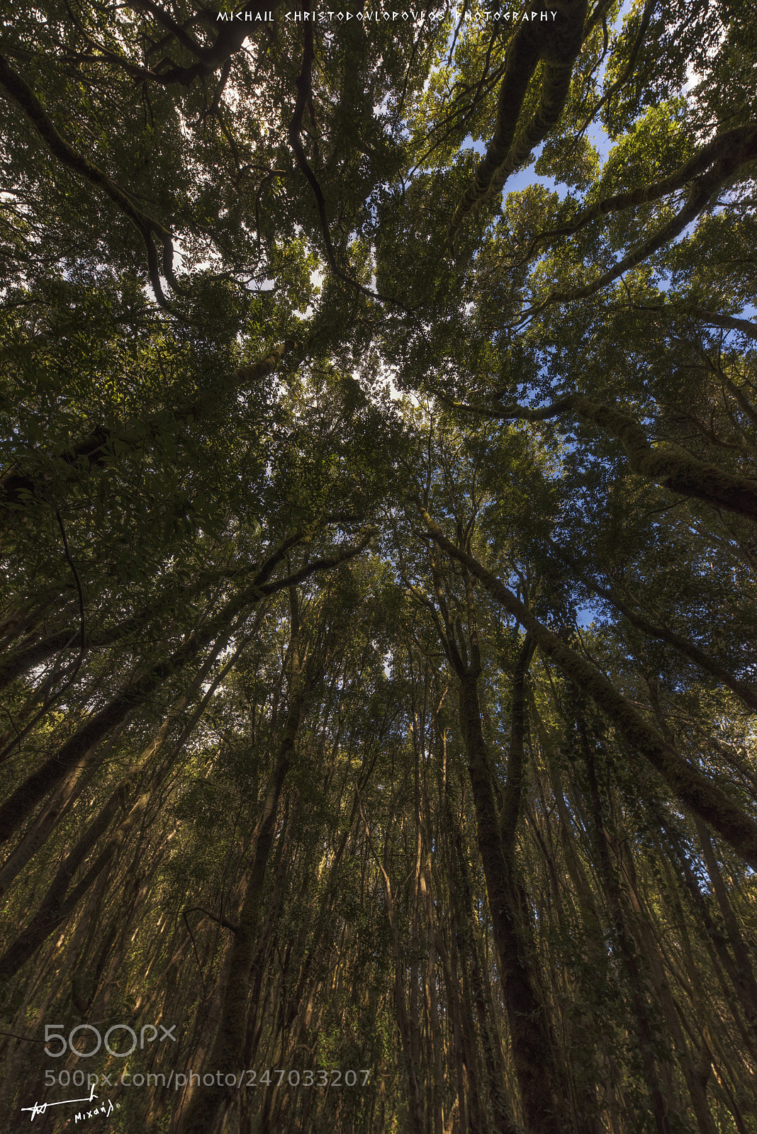 Nikon D810 sample photo. El cedro (la gomera) photography