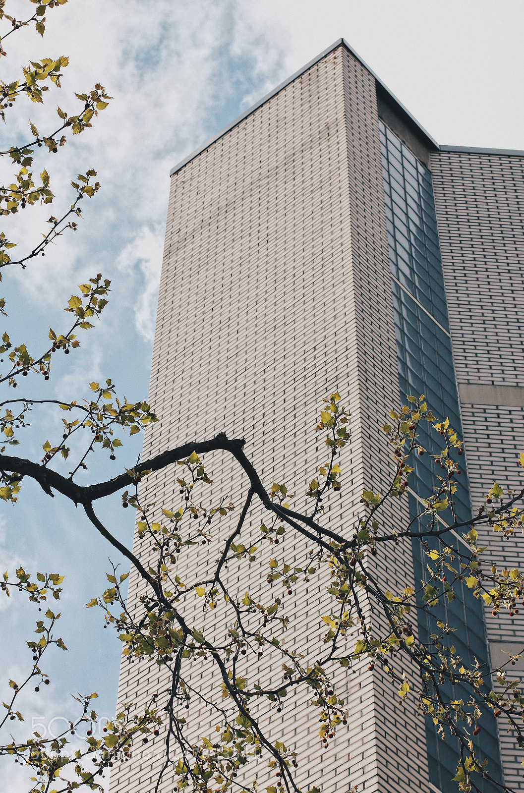 Canon EOS 550D (EOS Rebel T2i / EOS Kiss X4) sample photo. Upcoming spring photography