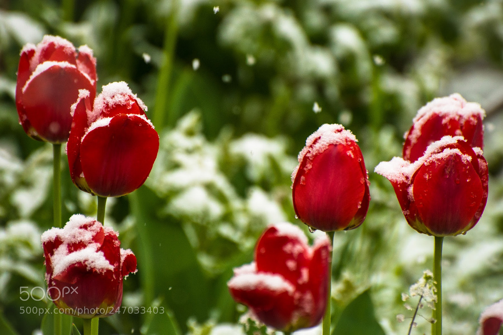 Nikon D7200 sample photo. Crazy april photography