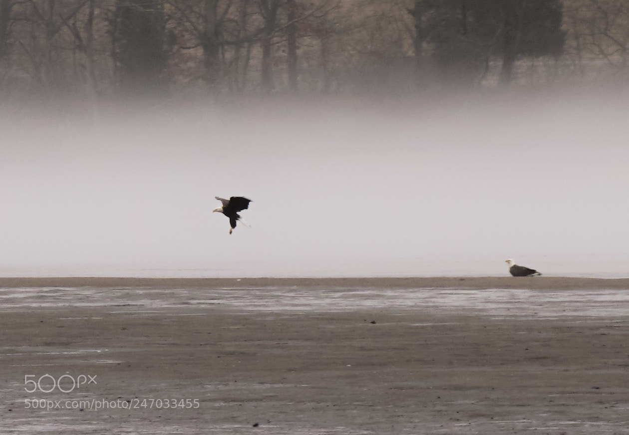Sony a6300 sample photo. Bald headed eagles. photography
